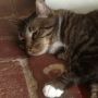 Cat on bricks, Petersham MA. #cats