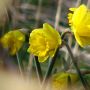Distant daffies #spring