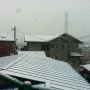今日は成人式か。ガミリバもお洒落に白塗りカマしてるぜ。雪化粧バッチリ。
