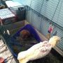 Here is me after a shower with mom. One of the few times jake isn't involved in my life! 
#BirdsHijackBunsTwitter
