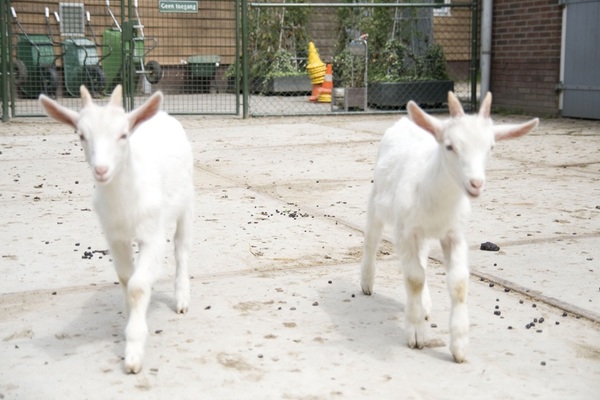 Geitjes