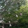 Hier foto v zakjes met blaadjes in kale boom #kids #conceptuelekunst RT @w8eens foto??!!@marcdubach @maart_je