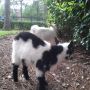 BEHIND THE SCENES: we've got a new landscaping team today - baby goats #Fox35