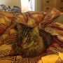 Can't accomplish anything today, providing lounging space to a sick kitteh.
