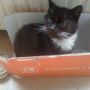 @lingtai_nl de poes die we voor #Uma hadden. De helft in  grootte van #Uma en hondsbrutaal ;) 19 jr is ze geworden. 