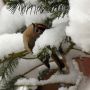 #Goldcrest in the snow 23rd March 2013