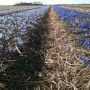 Finally ... color at the field! Eindelijk ... kleur op de bedden! 