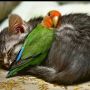 'A little warm snuggle for this cold #caturday'  @lori mcnee via Google+ 