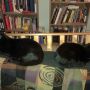 @donnersun @ArcadianMaggie aww. I just have cats. Walter and Bella. 