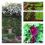 My garden couldn't be prettier in the morning light: blooming spirea above hive & blooming chives; lettuces; peonies by rick_bayless