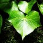 <3 nature