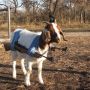 @libbi_jones Your not kidding Libs, shit just goat real! 