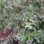 おはようございます。
蜂の飛来が少なくて心配していたブルーベリーも花が散るとどの房も膨らみ実が育って来ました。特にこの２－３日の雨で大きくなった感じがします。夏になるとやってくる孫にも一足早く報告です。(^-^) #ohayo

