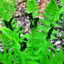 Interrupted Ferns, Pierce Road, Harvard Forest. #nature #plants #ferns #pteridophytes