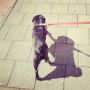 Me and my shadow #pug #pugs #puglife #puglove #pugstagram #petstagram #pugsofinstagram #blackpug #jj #dog #dogstagram #picoftheday #cute #photooftheday #instamood #instagood #ilovemydog #dogsofinstagr