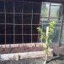 Beautifying the allotment shed