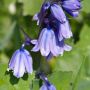 Bluebells in the garden. 18.5.13