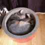 アンモニャイト๑ #cat #猫部 #abyssinian 
