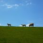 Die Deichlämmer genießen das Sommerwetter auch. #Dithmarschen #Nordsee 