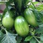 @coyotedolphin WindWalker, your Tumbling Tigers are growing like tigers! #maters #gardening