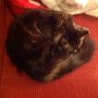@mariancall I can't draw, but my cat kinda looks like a croissant.