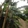 De bananen hangen er al, nu lekker rijpen! #tuin 
