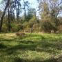 @cmorganmusic hard to see but there was a 6 point buck in my yard this morning. Sad cause didn't have gun with me!!!