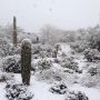 Even the cacti are cold, it's a winter wonderland here in Tucson!
