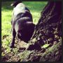 I am telling the tree he's next! #pug #pugs #puglife #puglove #pugstagram #petstagram #pugsofinstagram #blackpug #jj #dog #dogstagram #picoftheday #cute #photooftheday #instamood #instagood #ilovemydo