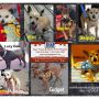 My fosters will be at Starbucks 2708 Loker Ave W Carlsbad CA Sunday jan 27 from 10am to 2pm #CHIHUAHUA #dog #puppy #foster #adopt #shelter #spay #neuter