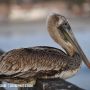 Young Brown Pelican on the @VisitOceanside Pier 2/14/13 @Visitca #birds 