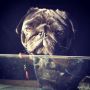 We zijn bij Loetje. Biefstuk! Berengoed man! #beer #pug #pugs #puglife #puglove #pugstagram #petstagram #pugsofinstagram #blackpug #jj #dog #dogstagram #picoftheday #cute #photooftheday #instamood #in