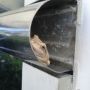 ATTN FROG LOVERS: @luannesorrell this monster is waiting for you by the front door. Dun-dun-dun!