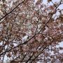 おはようございます。札幌は朝から快晴で我が家の桜もやっと満開になりました。今日は午後からコンサの応援に出掛ける予定です。