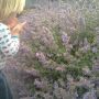Mika found lavender