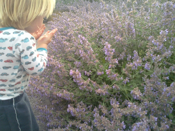 Mika found lavender